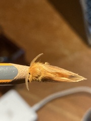 Thoscora