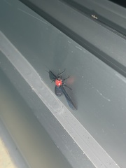 Psoloptera thoracica