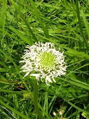 Marshallia caespitosa