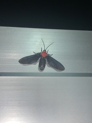 Psoloptera thoracica