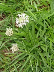 Marshallia caespitosa