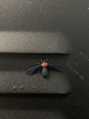Psoloptera thoracica