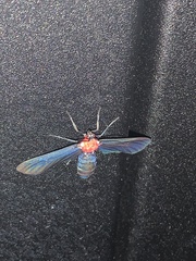 Psoloptera thoracica