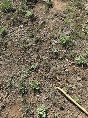 Hydrophyllum alpestre