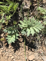 Hydrophyllum alpestre