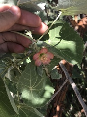 Abutilon menziesii