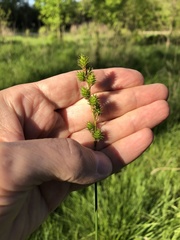 Carex normalis