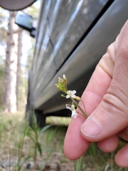 Boechera grahamii