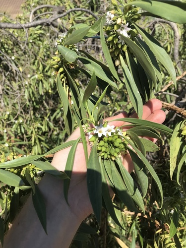 Myoporum sandwicense observed 2021-05-13