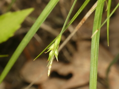 Carex willdenowii