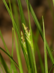 Carex willdenowii
