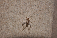 Gryllodes sigillatus