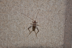 Gryllodes sigillatus