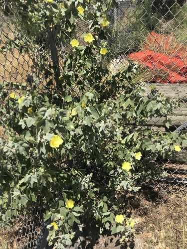 Gossypium tomentosum observed 2021-05-13