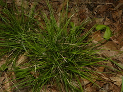 Carex willdenowii