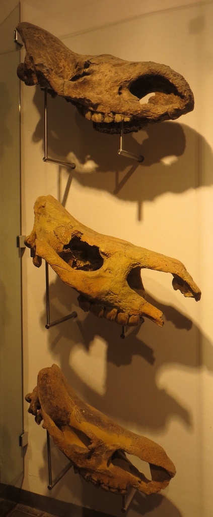 Woolly Rhinoceros