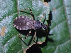 Lisarda pallidispina