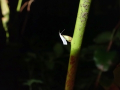 Eucalantica polita