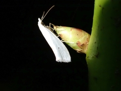 Eucalantica polita