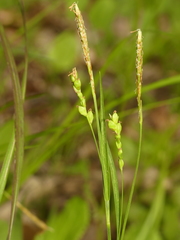 Carex digitalis