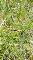 Arigomphus lentulus