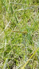 Arigomphus lentulus