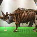 Rinoceronte Lanudo - Photo (c) Joel Abroad, algunos derechos reservados (CC BY-NC-SA)