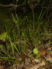 Carex digitalis