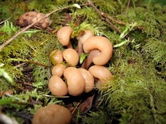 Cudonia monticola