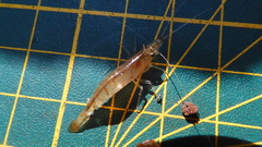 Neocaridina