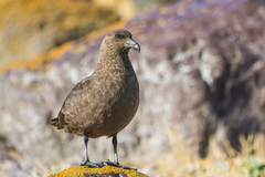 Stercorarius antarcticus