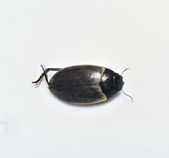 Dytiscidae