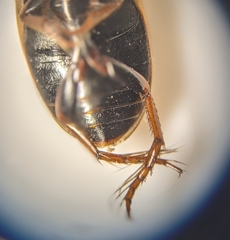Dytiscidae
