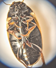 Dytiscidae