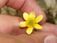 Ranunculus hispidus hispidus
