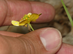 Ranunculus hispidus hispidus