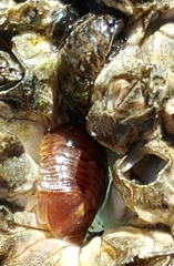 Gnorimosphaeroma oregonense