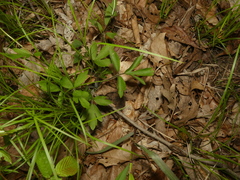 Ranunculus hispidus hispidus