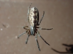 Segestria pacifica