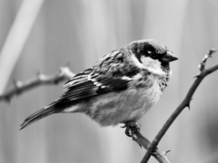Passer domesticus