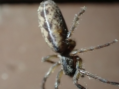 Segestria pacifica