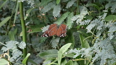 Junonia natalica