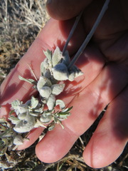Rhopalomyia nucula