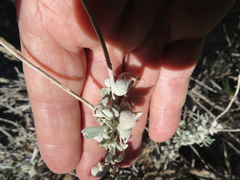 Rhopalomyia nucula