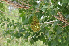 Eriophyes neoessigi