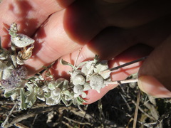 Rhopalomyia nucula