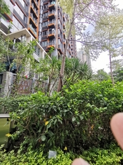 Terminalia mantaly 'triciolor'