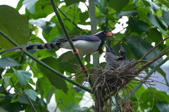 Eudynamys scolopaceus