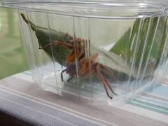 Phoneutria boliviensis