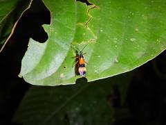 Heteroptera